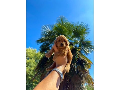 Redbrown toypoodle 
