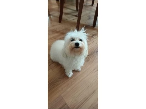 Maltese dişi 2 aylık