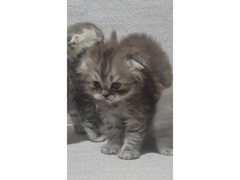 Scottish fold longhair dişi bebek