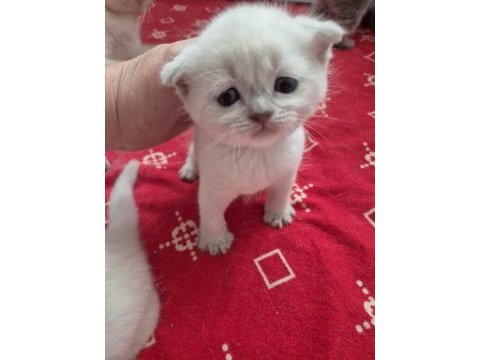 Scottish fold kedilerimiz yeni yuvalarını arıyorlar