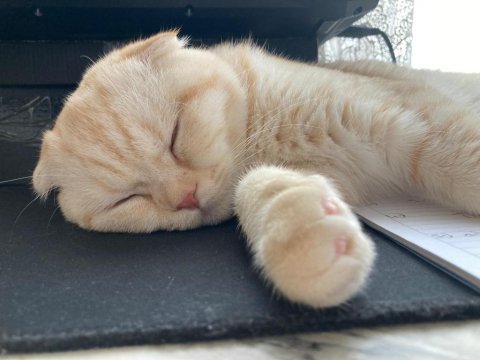 11 aylık kısırlaştırılmamış erkek scottish fold