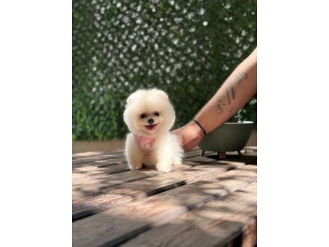 Yavru pomeranian boolarımız