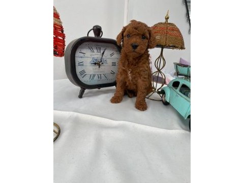 Toy poodle yavruları