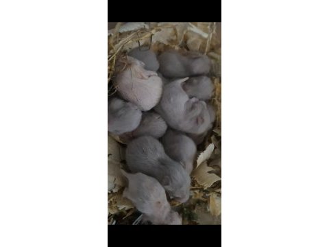 Yavru hamster ve yavru tavşan
