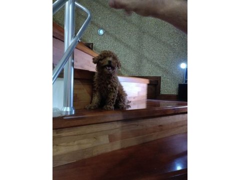 Toy poodle bebek