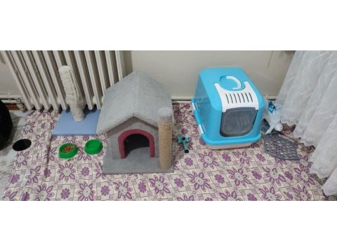 2 yaşında safkan scottish fold