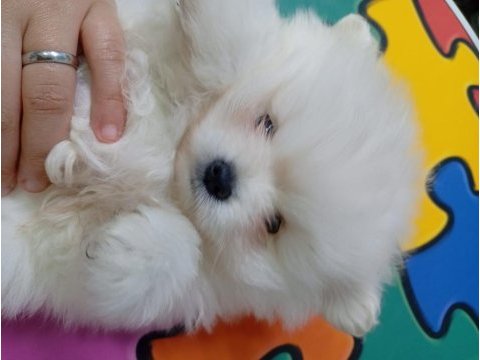 Dişi pomeranian yavrusu