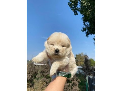Chow chow çin aslanı yavrularımız