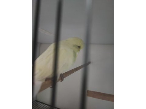 1 rainbow dişi 2 show jumbo erkek 1 show dişi muhabbet kuşu
