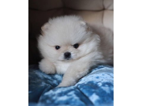 Pomeranian boo teddy bear