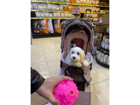 Maltese terrier 3 aylık