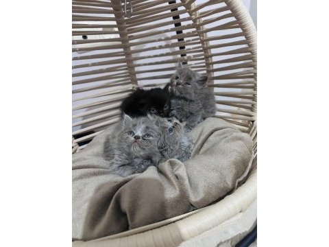British longhair ve scottish shorthair bebeklerimiz