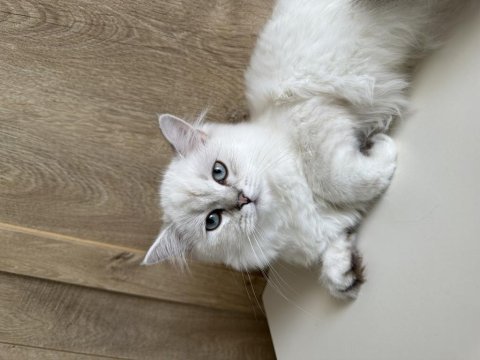 British longhair erkek