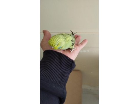 Jumbo yavrularımız kuşlarımız
