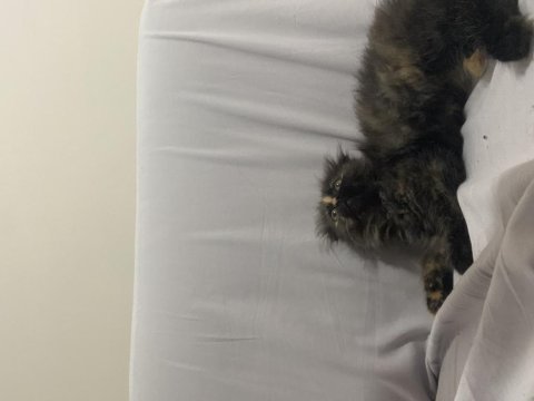 British longhair kırması