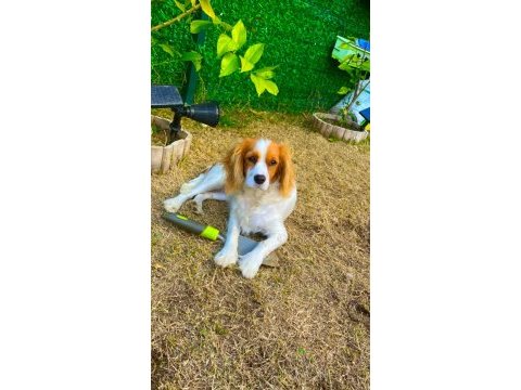 Cavalier king charles kızımız 3 yaşında