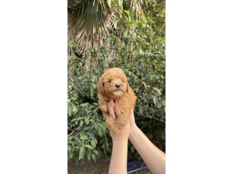 Uygun ve kaliteli poodle yavrumuz