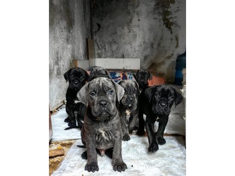 Cane corso fcı kıf a scrli grant türkiye şampiyonu yavruları