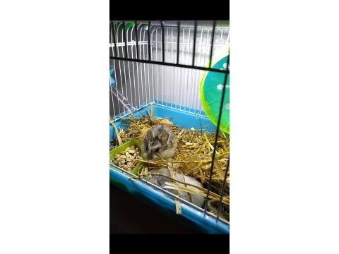 Yavru gonzales hamster
