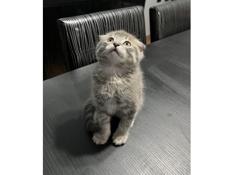 50 günlük gri scottish fold bebek