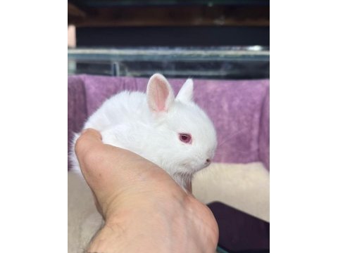 Cüce netherland dwarf tavşanlar