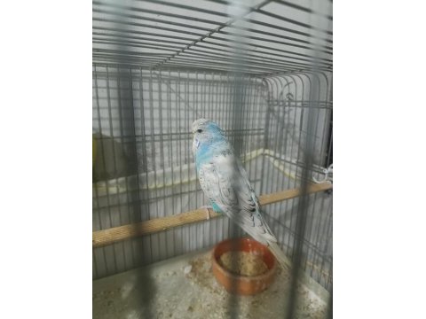 Show jumbo muhabbet kuşu