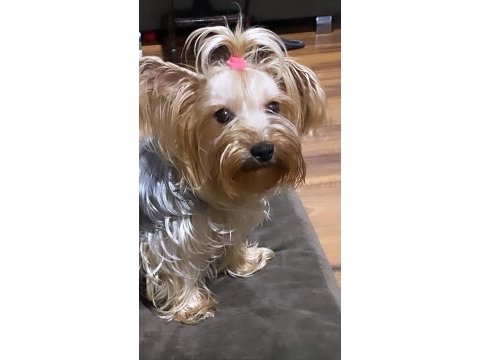 Saf kan yorkshire terrier