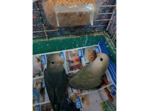 Yavru sevda papağanı