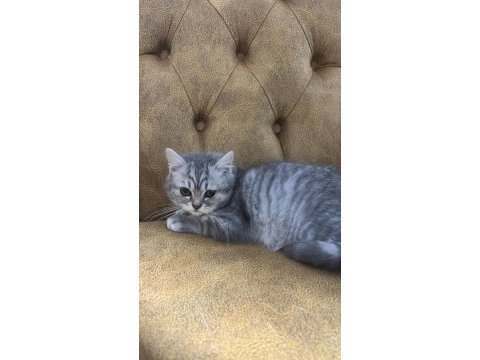 British shorthair yavrular yeni yuvalarını arıyorlar