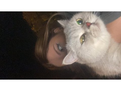 Kayip kedi manisa yunusemre