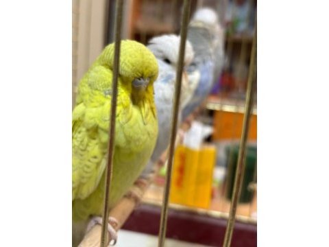 Jumbo muhabbet kuşu yavrular
