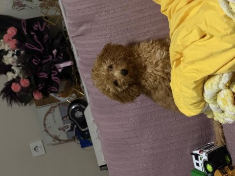 Sevimli dişi toy poodle