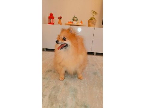 Ev ortamına alışkın çocuklarla arası çok iyi dişi pomeranian