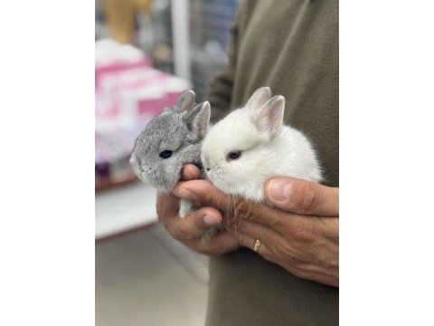 Bebek cüce tavşanlar hazır