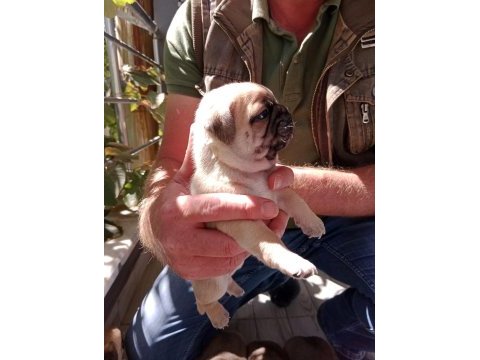 Pug yavruları