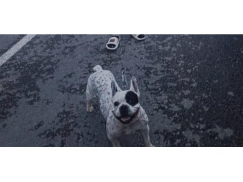 Safkan dişi french bulldog
