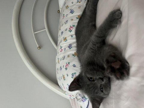 3 aylık erkek british shorthair yavrumuza yuva arıyoruz