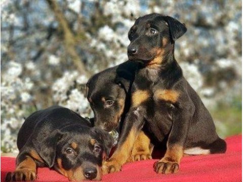 Elit patiler farkıyla doberman yavrular