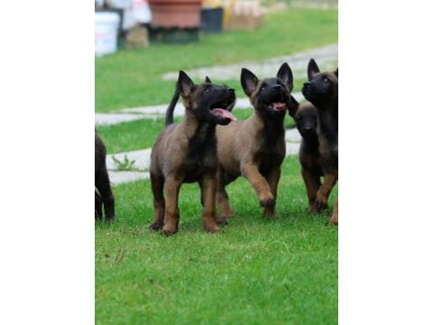 Belçika malinois yavruları 