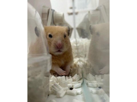 Hamster gonzales yavrularımız heryere gönderim