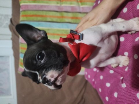 Safkan french bulldog erkek bebek