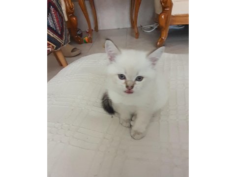 British shorthair yavrular
