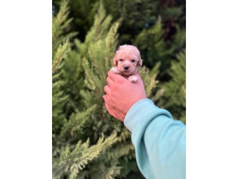 Maltipoo adrese teslim, kapıda ödeme yapabilirsiniz