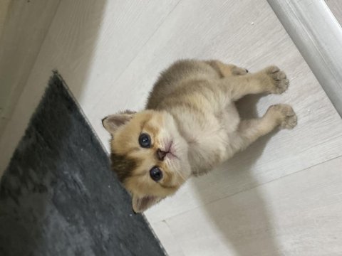 Golden british shorthair bebekler