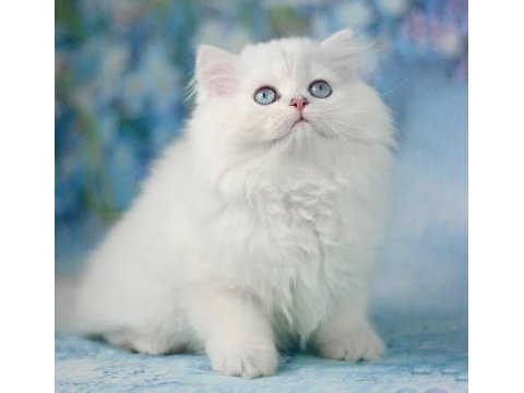 Kar gibi silver british longhair