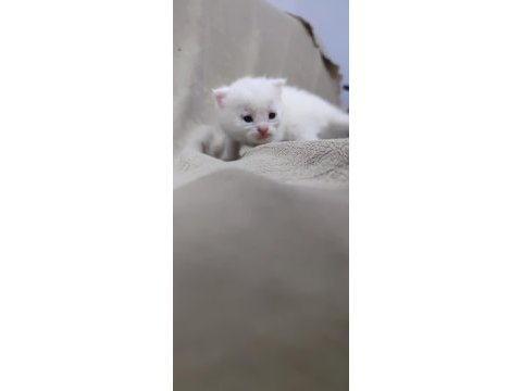British shorthair karne hediyesi kediler