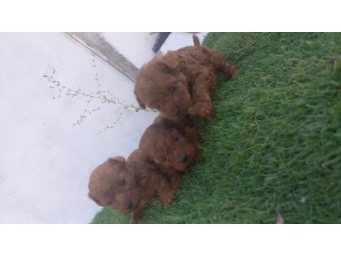 Rezerveye acik toy poodle yavrular