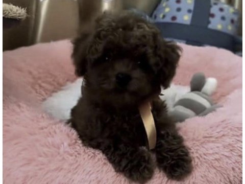 Toy poodle sağlıklı yavru