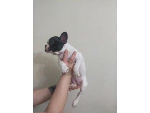 Son kalite french bulldog yavrular