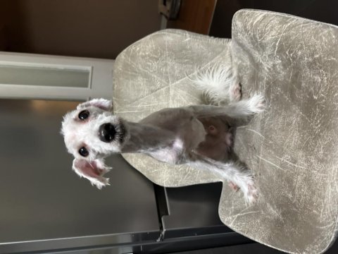 Uysal ve sevgi dolu terrier bebeğe yuva!